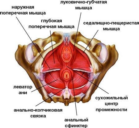 Мышцы тазового дна (тазовая диафрагма) (diaphragma pelvis)