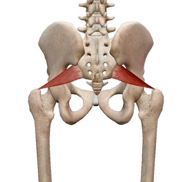 Грушевидная мышца (лат. Musculus piriformis) — мышца внутренней группы мышц таза.