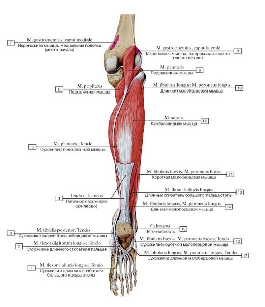 Мышцы голени