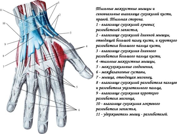 Лучевой разгибатель запястья