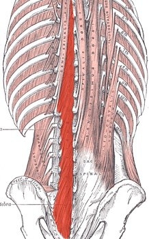 Многораздельные мышцы поясничного отдела позвоночника