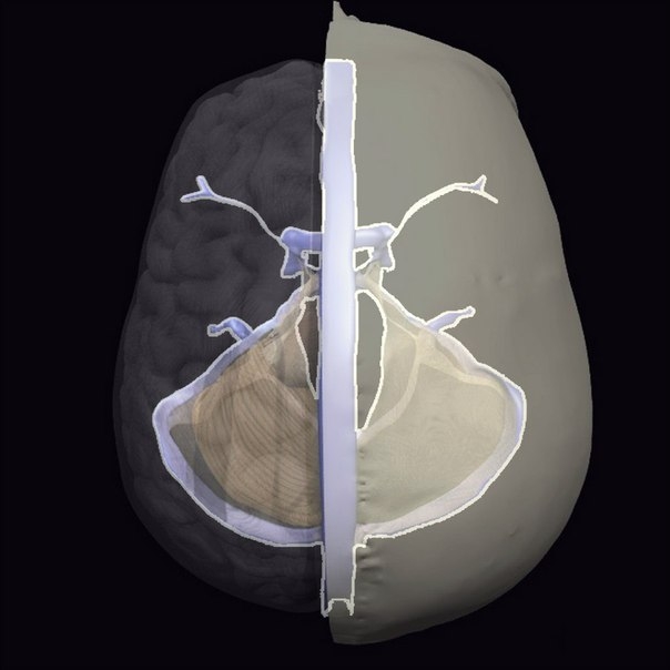 Се́рп мо́зга (серп большого мозга, лат. falx cerebri) — листок твёрдой мозговой оболочки, который заходит в продольную щель большого мозга между двумя полушариями.