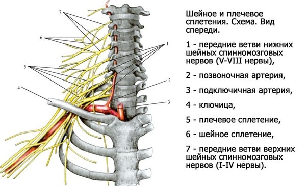 Шейное сплетение (plexus cervicalis) образовано передними ветвями четырех верхних шейных спинномозговых нервов (CI-CIV). Располагается это сплетение между передней лестничной мышцей и длинной мышцей шеи (медиально), средней лестничной мышцей и мышцей, под
