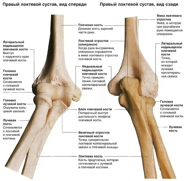 Ортопедическая диагностика: область локтевого сустава