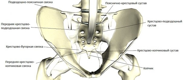 Подвздошно-поясничные связки и подвижность пояснично-крестцового сустава.
