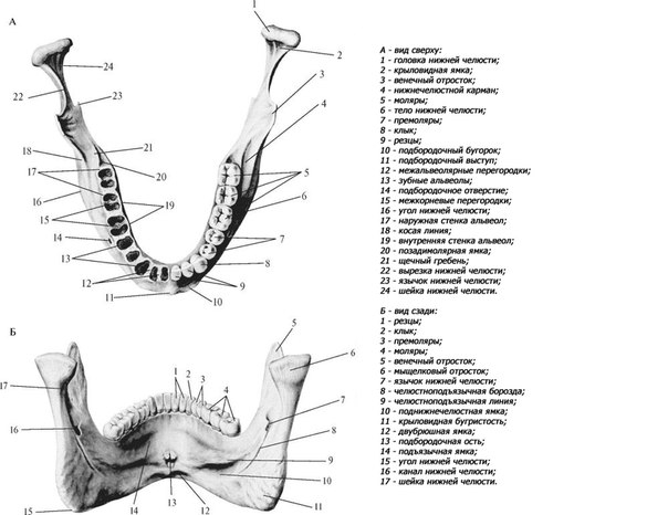 Гребни на латинском. Жевательная бугристость нижней челюсти. Нижний край нижней челюсти латынь. Анатомические образования нижней челюсти. Наружная косая линия нижней челюсти.