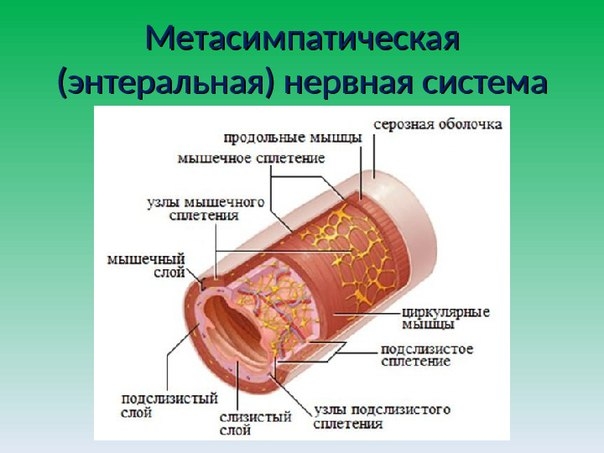 Метасимпатическая нервная система (МНС) — часть автономной нервной системы, комплекс микроганглионарных образований (интрамуральных ганглиев) и соединяющих их нервов, а также отдельные нейроны и их отростки, расположенные в стенках внутренних органов, кот