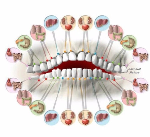 Каждому зубу - свой орган.