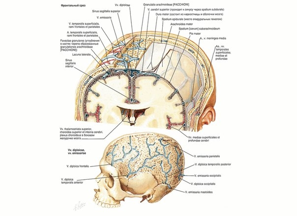 анатомия мозг