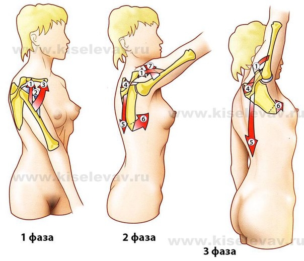 Сгибание плеча – осуществляется мышцами, пересекающими фронтальную (поперечную) ось плечевого сустава и расположенными спереди от неё.