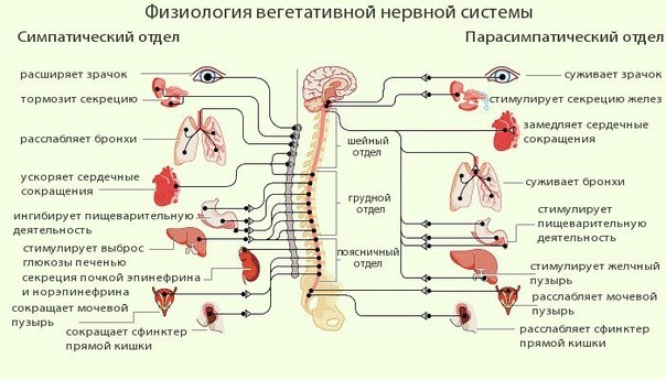 Техники остеопатии: воздействие на вегетативную нервную систему.