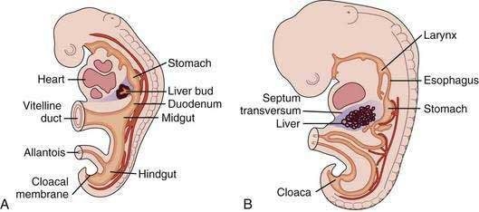 Эмбриологическая теория (Баррал и Мерсье)