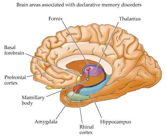Головной мозг. Гиппокамп. Регенерация нейронов.