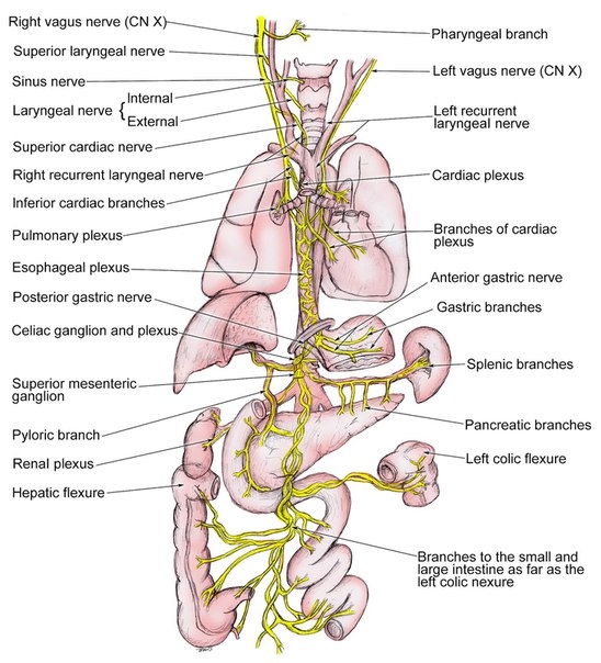 Расположение и функции блуждающего нерва
