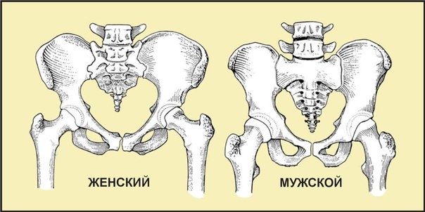 Чем женский таз отличается от мужского? Чем женский таз отличается от мужского?