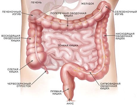 Кишечник (лат. intestinum) - часть желудочно-кишечного тракта, начинающаяся от привратника желудка и заканчивающаяся заднепроходным отверстием. В кишечнике происходит переваривание и всасывание пищи, синтезируются некоторые интестинальные гормоны, он такж