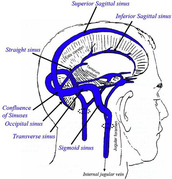 Синусы твердой оболочки головного мозга. Знание мест расположения синусов очень важно для правильного выполнения техники коррекции венозных синусов, являющейся одной из базовых методик современной краниальной остеопатии, описанной Вильямом Сатерлендом, ши
