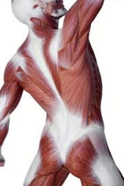 Фасция (лат. fascia — повязка, полоса) — соединительнотканная оболочка, покрывающая органы, сосуды, нервы и образующая футляры для мышц у позвоночных животных и человека; выполняет опорную и трофическую функции.
