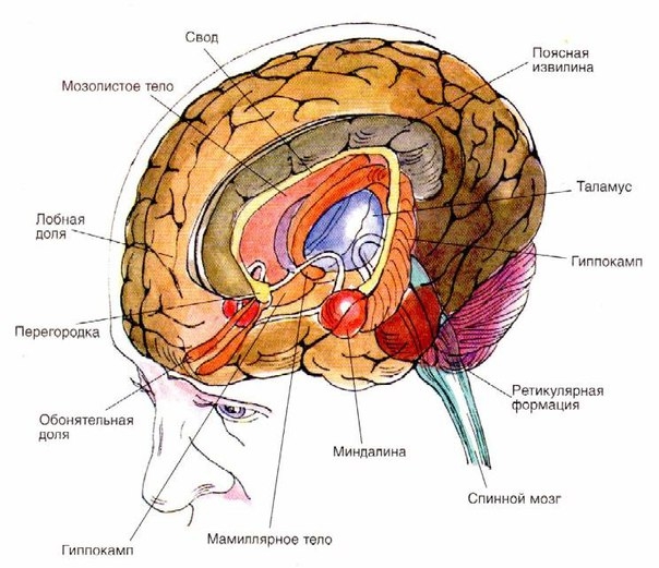 Анатомия мозга - Остеопатия и массаж представляют ТОП10!