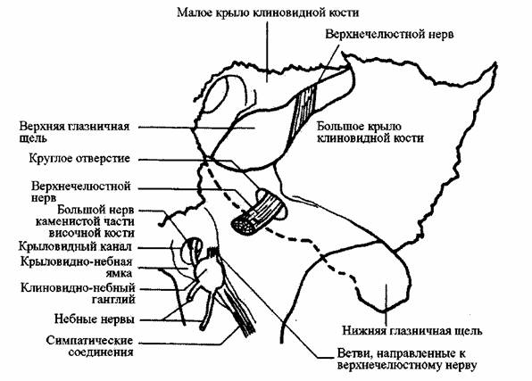 Нарушения сна, головные боли и даже ненормальный размер головы могут быть результатом давления на голову младенца. Сосание пальца часто оказывается подсознательной попыткой избавиться от ограничения твёрдого нёба. Фиксация, удерживаемая в челюсти и твердо Нарушения сна, головные боли и даже ненормальный размер головы могут быть результатом давления на голову младенца. Сосание пальца часто оказывается подсознательной попыткой избавиться от ограничения твёрдого нёба. Фиксация, удерживаемая в челюсти и твердо