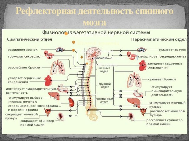 Вегетативная нервная система (синоним: автономная, висцеральная нервная система) — отдел нервной системы, иннервирующий внутренние органы, сосуды, гладкую мускулатуру, железы внутренней и внешней секреции и кожу, а также участвующий в иннервации аппаратов