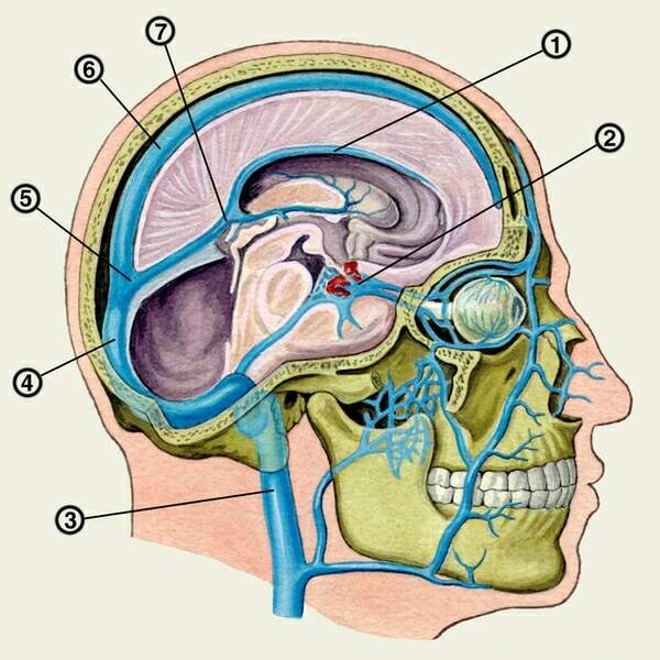 Синусы твёрдой мозговой оболочки (sinus durae matris). Синусы представляют собой каналы, образованные расщеплением твёрдой мозговой оболочки, обычно в местах её прикрепления к костям черепа