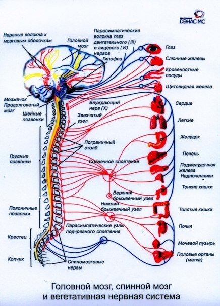 Функциональная структура автономной нервной системы
