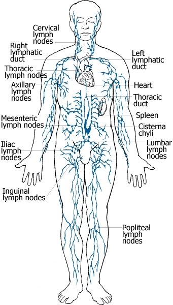Лимфатическая система — одна из самых древних выделительных систем тела человека. Ее задача, удалить поврежденные белки и прочие продукты тканевого метаболизма. Кровь — занимается обеспечением тканевого дыхания — доставляет кислород и простые метаболиты (