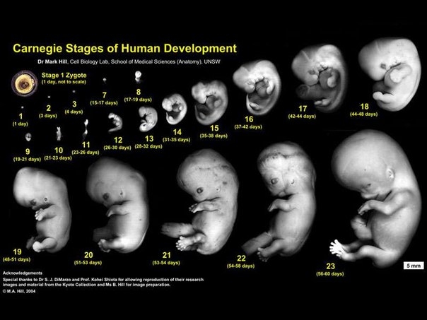 Эмбриональные ритмики органов