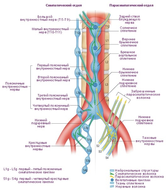 Вегетативная нервная система - регуляция урогенитальной области.