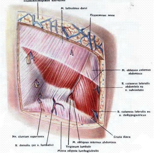 Роль фасций тела значительна и разнообразна. Они участвуют бесспорно в строении стенок артериальных и венозных сосудов, а, значит, и в гемодинамике тела.