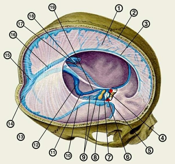 Иллюстрация движения мембран мозга.