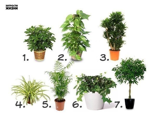 Комнатные растения, которые очищают воздух.