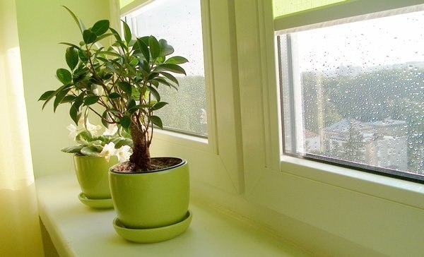 Топ-5 комнатных растений, которые очищают воздух.