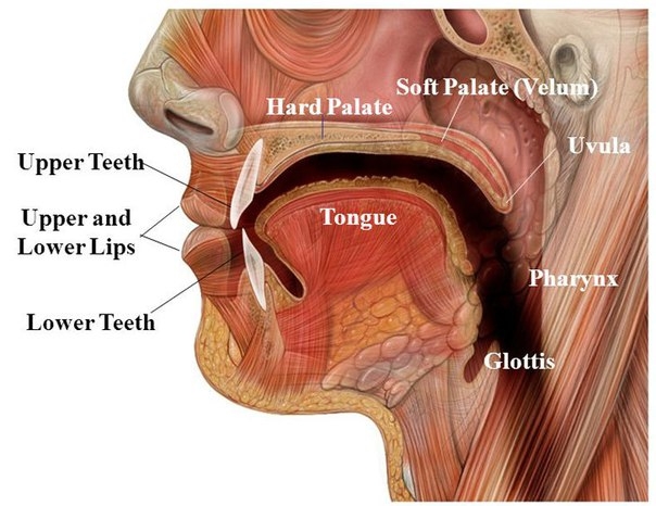 Неприятный запах изо рта или халитоз: ЧТО делать