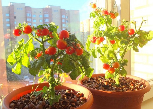 Мини-огород на подоконнике: лучшие сорта комнатных томатов.