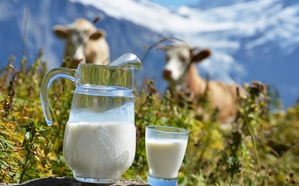 О пользе молочных продуктов