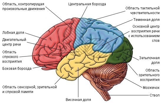 Про человеческий мозг