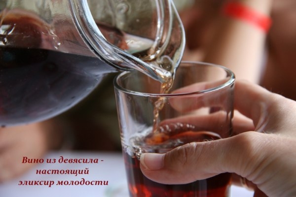Эликсир молодости — вино из девясила!